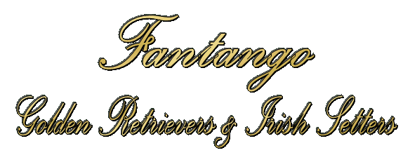 Fantango Golden Retrievers & Irish Setters