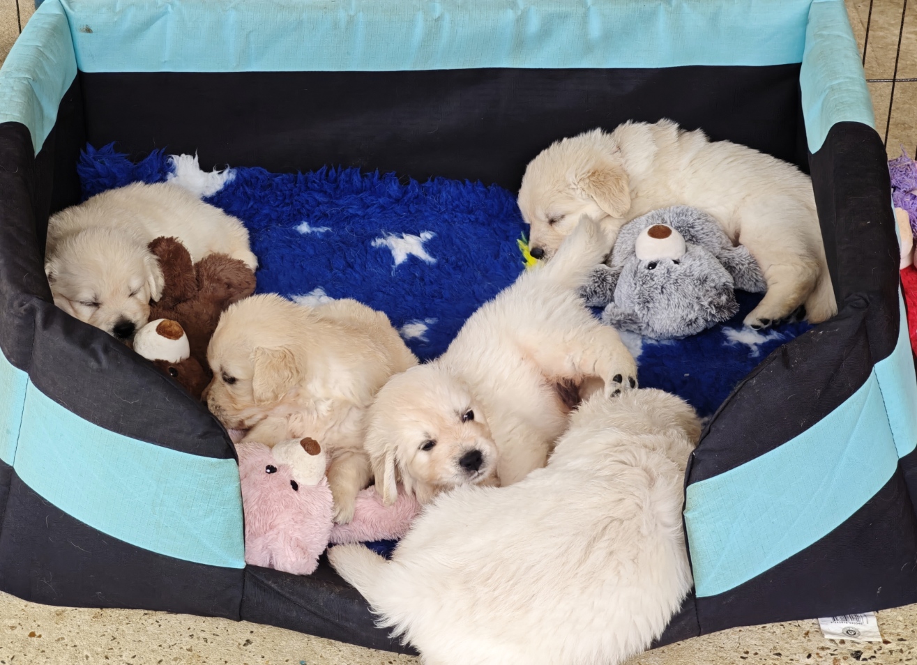 Fantango puppy2